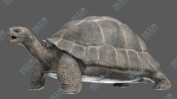 images/goods_img/20210312/3D Giant Tortoise Rigged/2.jpg
